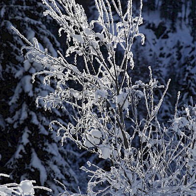 Winter_Defereggental_Osttirol_St. Jakob_Schneekristalle am Baum