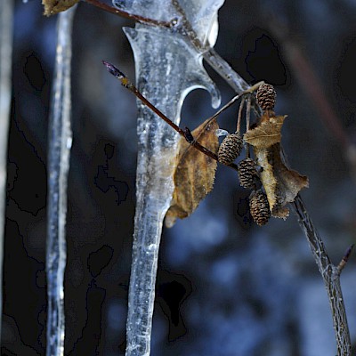 Winter_Defereggental_Osttirol_St. Jakob_Eiszapfen an einem Baum