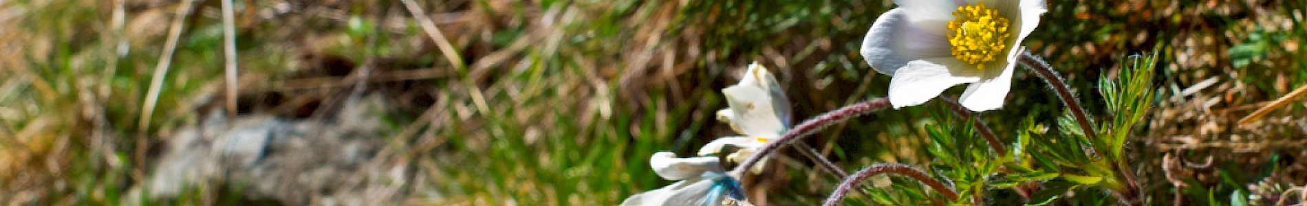 Frühling im Defereggental