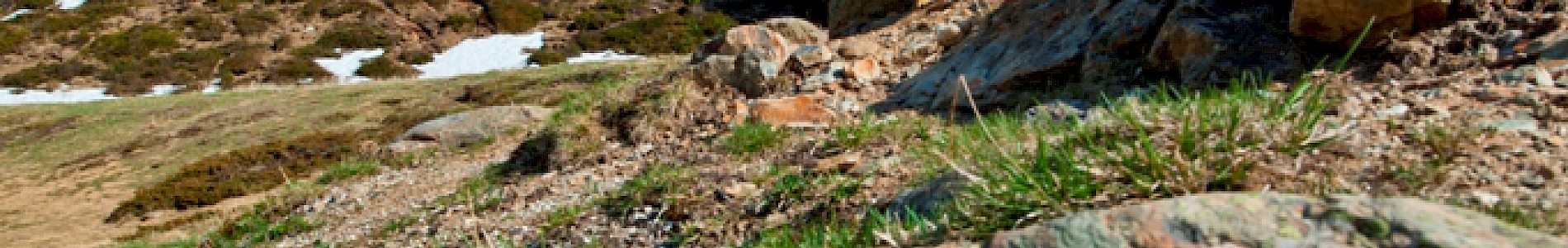 Frühling im Defereggental
