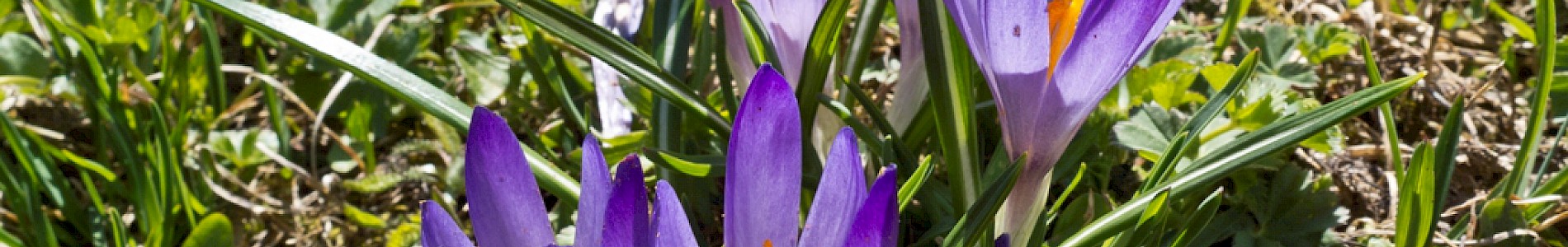 Frühling im Defereggental