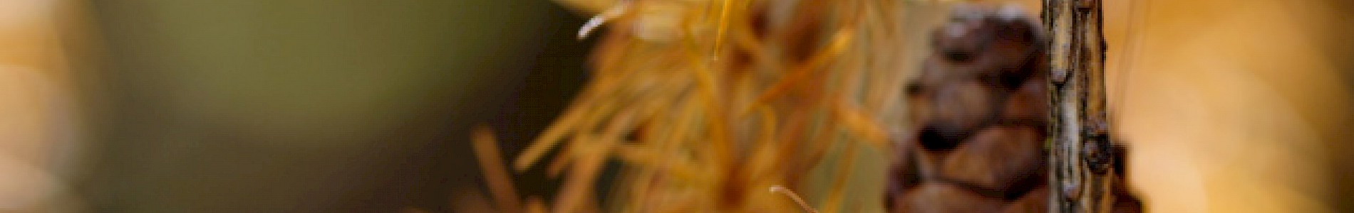 Herbst im Defereggental